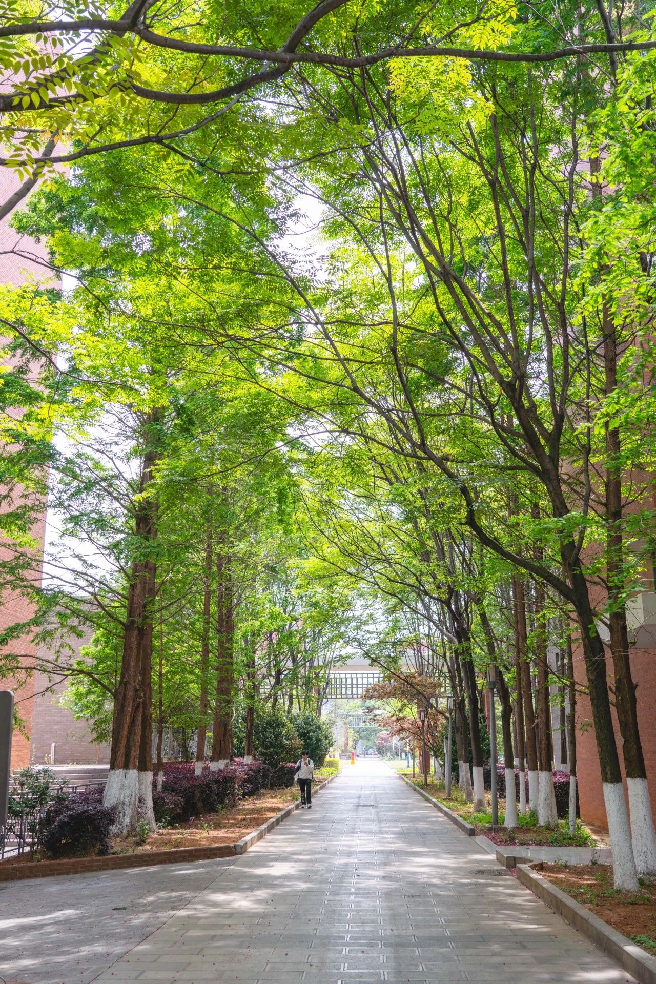 云经管专科→昆工博士，“母校才是最强外挂”！ 第 12 张