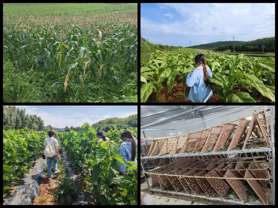 暑期社会实践 | 从课堂到田间地头，实践队用脚步踩出循坏经济的青春印记 第 2 张