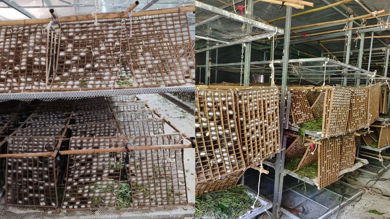 暑假社会实践 | 生态桑园绿意浓，“蚕”动绿色新经济--水源区固废变有机肥，麦地冲蚕丝织就国际路 第 6 张