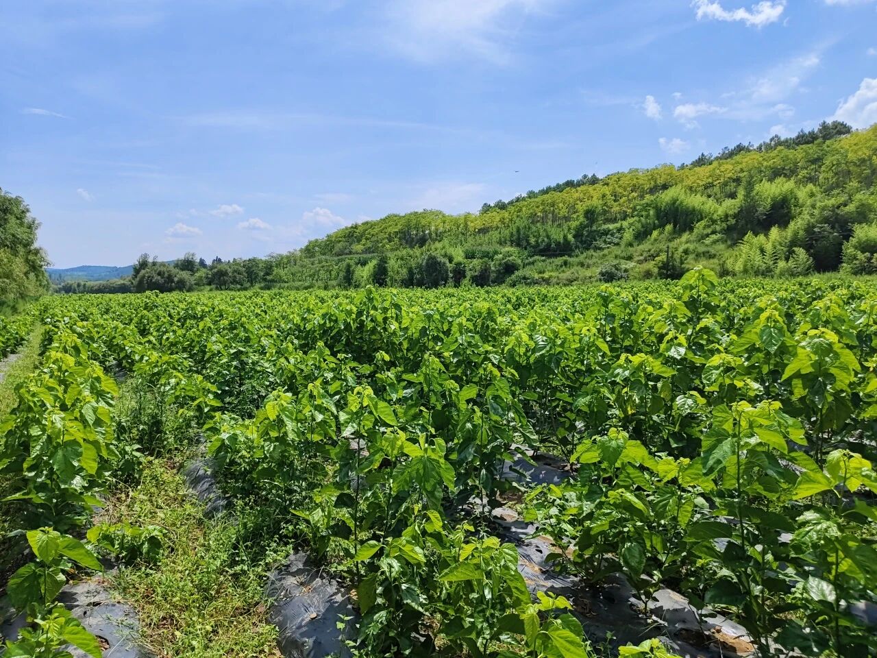 暑假社会实践 | 生态桑园绿意浓，“蚕”动绿色新经济--水源区固废变有机肥，麦地冲蚕丝织就国际路 第 1 张