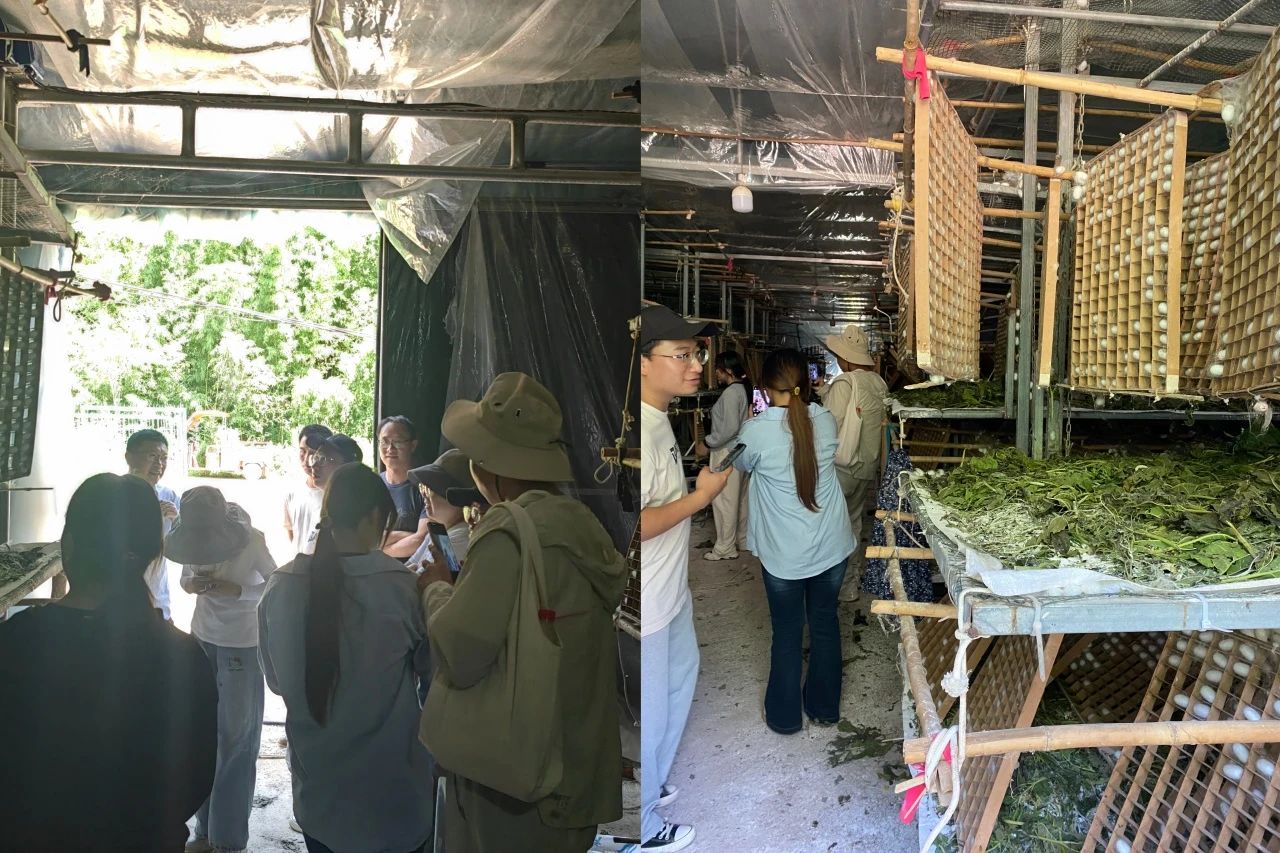 暑假社会实践 | 生态桑园绿意浓，“蚕”动绿色新经济--水源区固废变有机肥，麦地冲蚕丝织就国际路 第 7 张