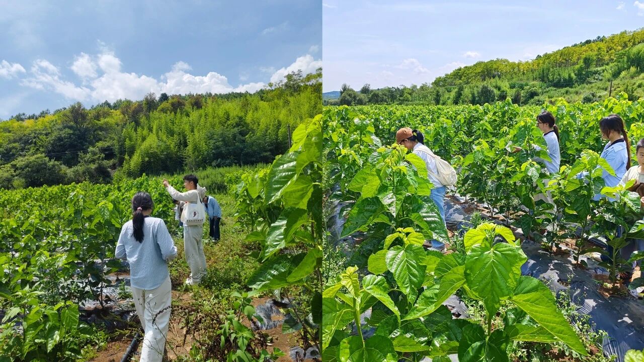 暑假社会实践 | 生态桑园绿意浓，“蚕”动绿色新经济--水源区固废变有机肥，麦地冲蚕丝织就国际路 第 4 张