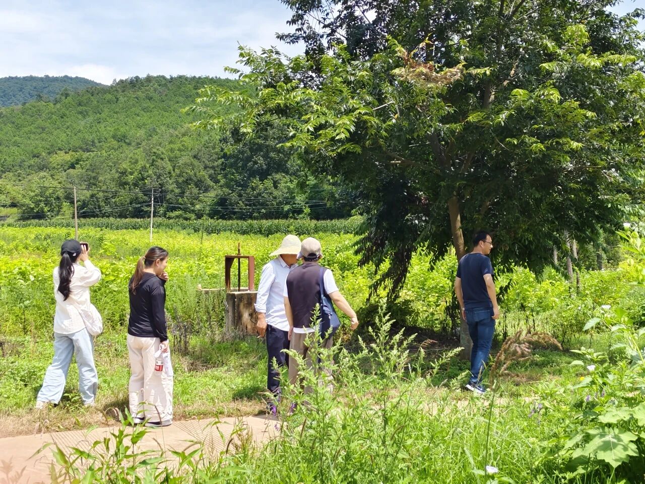 暑假社会实践 | 生态桑园绿意浓，“蚕”动绿色新经济--水源区固废变有机肥，麦地冲蚕丝织就国际路 第 2 张